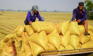 Thu hồi giấy phép nếu thương nhân xuất khẩu gạo không báo cáo tồn kho Thu hồi giấy phép nếu thương nhân xuất khẩu gạo không báo cáo tồn kho