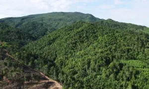 Hơn 120.000 ha đất lâm nghiệp bị lấn chiếm, tranh chấp Hơn 120.000 ha đất lâm nghiệp bị lấn chiếm, tranh chấp