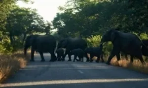 Zimbabwe sẽ tiêu diệt voi để phát thịt cho người dân