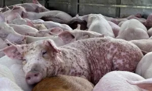 Mua 220 con lợn nhiễm bệnh bán kiếm lời
