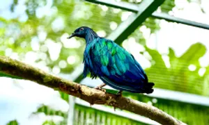 Người dân giao nộp 5 bồ câu Nicobar quý hiếm ở Côn Đảo Người dân giao nộp 5 bồ câu Nicobar quý hiếm ở Côn Đảo