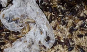 Serbia huấn luyện loại sâu ăn 1 kg nhựa chỉ thải 1g CO2