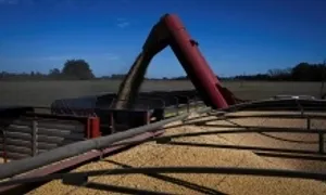 Trung Quốc mua đậu tương Argentina thay hàng Mỹ